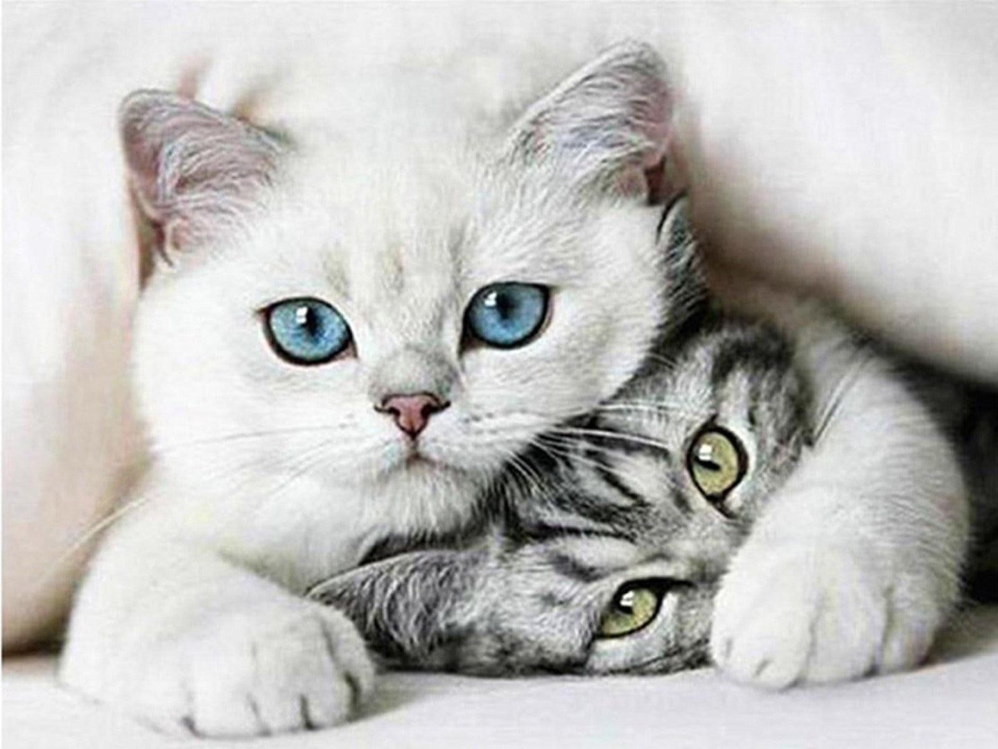 Diamond paint af to katte i kram. En hvid kat med blå øjne og en gråstribet med grønne øjne.