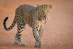 Diamond paint af en leopard der vandrer på savannen. Den falder næsten ind i sine omgivelser.