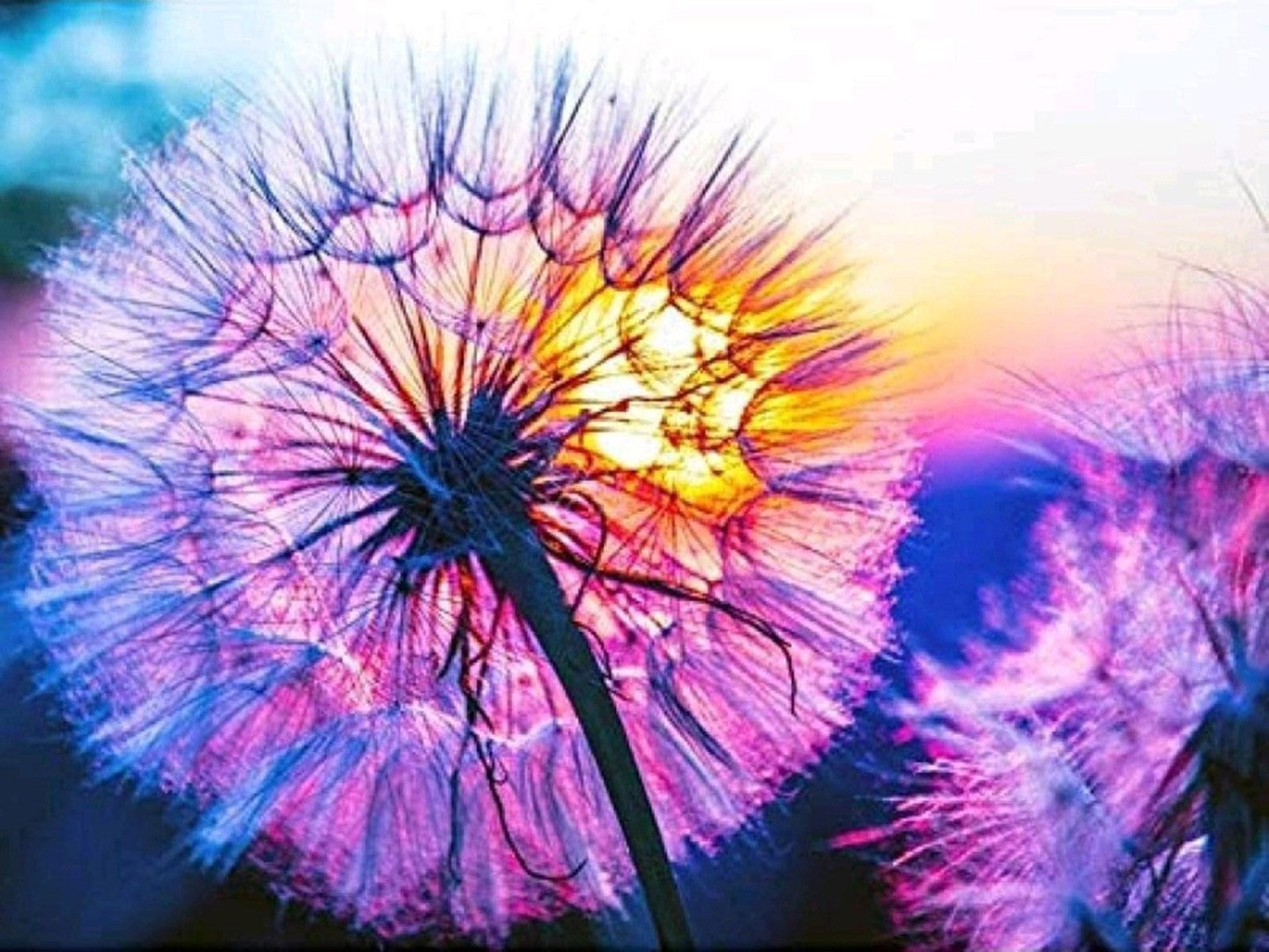 Diamond paint af mælkebøtte i solnedgang. Lilla, blå og gule toner.