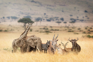 Dyr, Dyreflok, Giraf, Elefant, Zebra, Tiger, Impala, Hjort, Hjorte, Gazelle, Savanne
