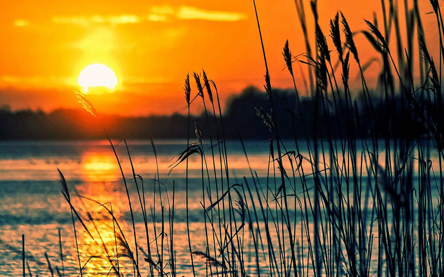 Sø med dunhammer i solopgang/solnedgang
