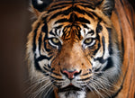 Diamond paint af tiger. Taget forfra og tæt på. Grønne øjne og lyserød snude.