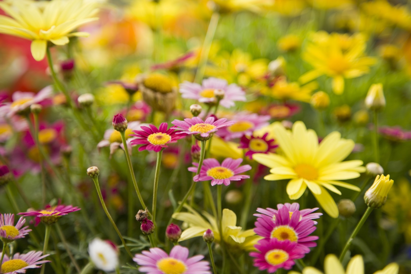 Diamond paint med en farverig blomstereng. Gule og lyserøde blomster.