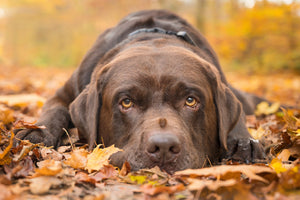 Diamond paint af en chokoladebrun labrador, der ligger udenfor i efterårsløv.