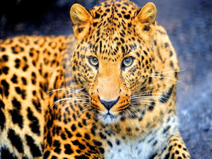 Diamond painting af en liggende leopard med  smuk plettet pels og intense øjne.