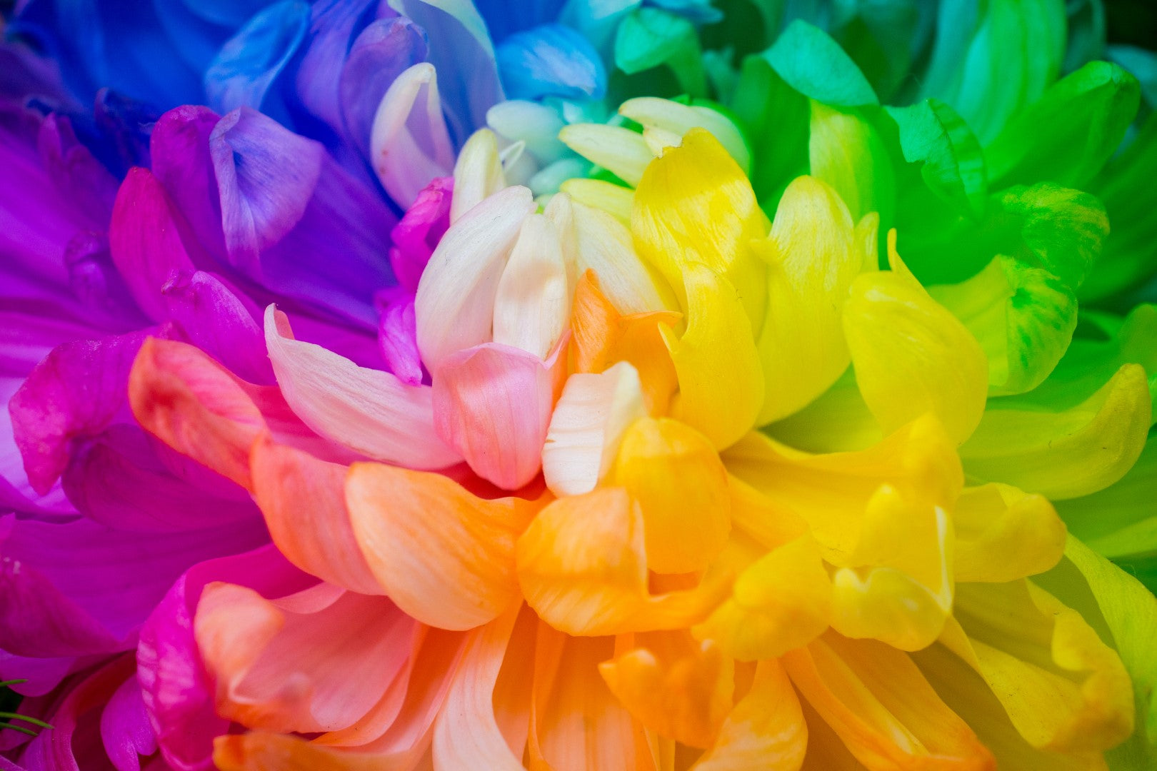 Diamond painting af blomsterhoved i neonfarver - Gul, blå, lilla, pink og grøn.