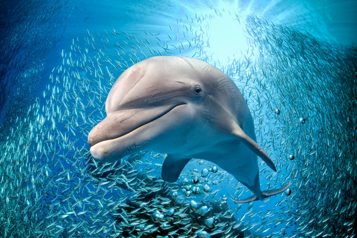 Diamond painting af en lysegrå delfin omgivet af sardiner i klart blåt vand.