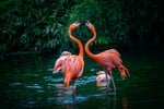 Diamond painting af to flamingoer der kysser med fødderne i vandet. Grøn naturbaggrund.