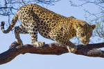 Diamond painting af en leopard i et træ. Lyseblå himmel som baggrund.