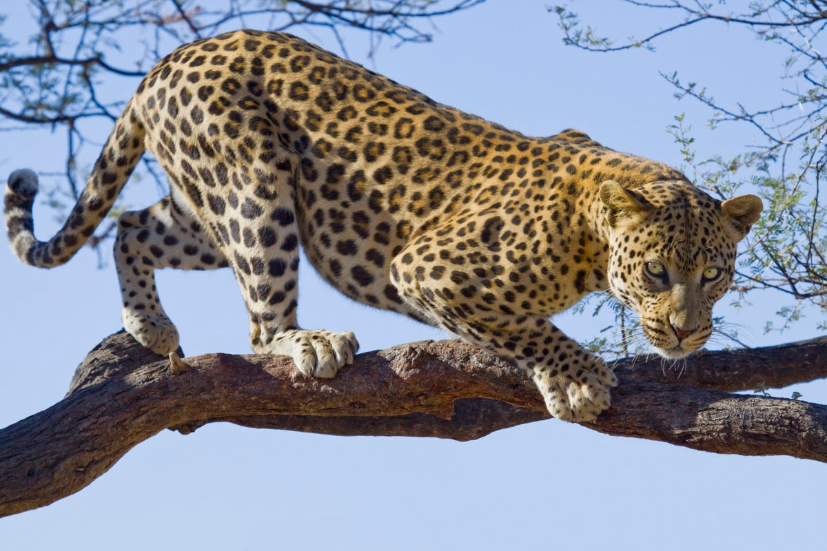 Diamond painting af en leopard i et træ. Lyseblå himmel som baggrund.