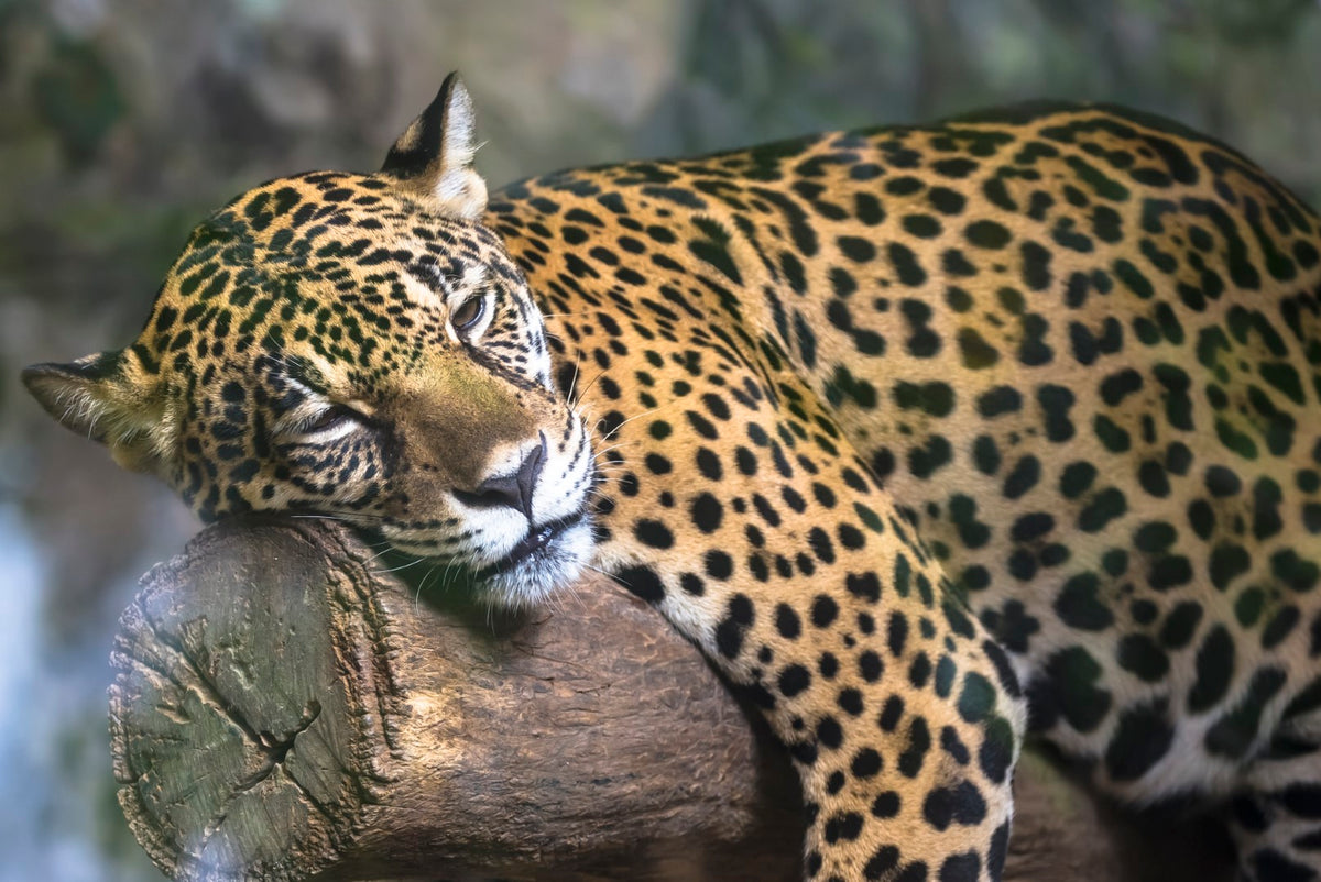 Diamond painting af en leopard der hviler på en træstamme.