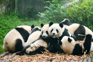 Diamond painting af en flok pandaer, der slapper af og spiser bambus liggende i skovbunden.