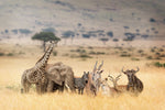 Diamond painting af samlet dyreflok på savannen- Giraf, zebra, elefant mm.