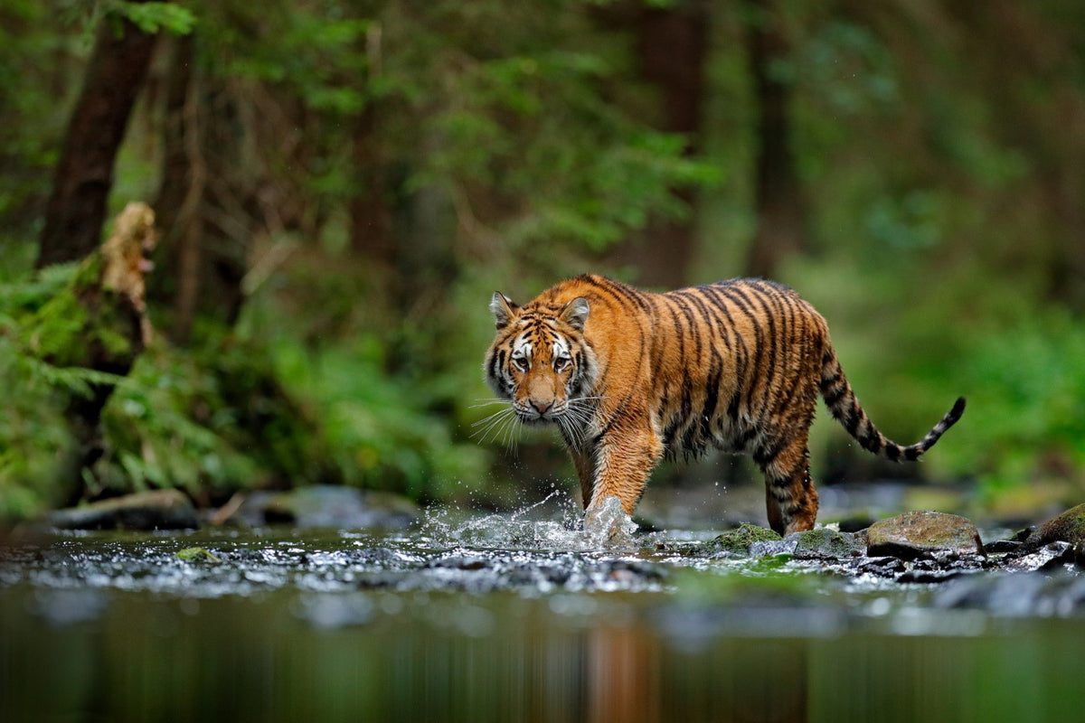 Diamond painting af en tiger, der står ved et vandløb. Grøn naturbaggrund.