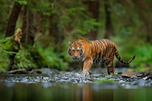 Diamond painting af en tiger, der står ved et vandløb. Grøn naturbaggrund.