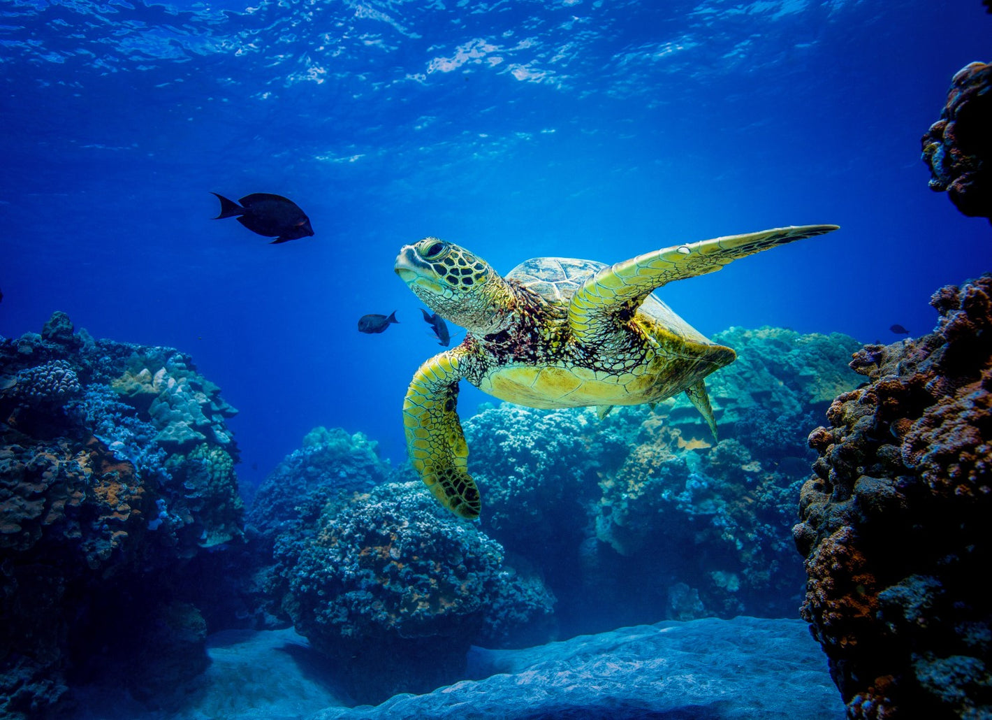 Diamond painting billede af en havskildpadde på havets bund.