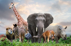 Diamond paint af en dyrelok bestående af: Elefant, tiger, giraf, løve, emu, zebra og næsehorn.