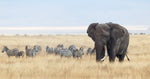 Diamond paint af en stor elefant på savannen. Zebraflok i baggrunden.