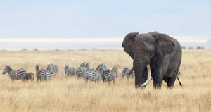 Diamond paint af en stor elefant på savannen. Zebraflok i baggrunden.