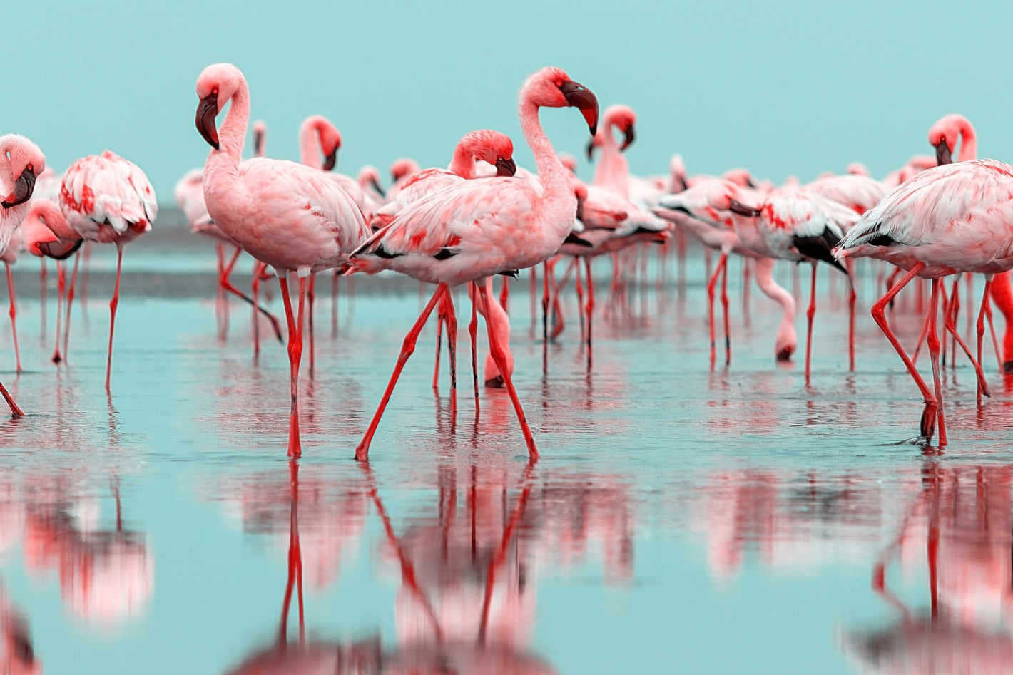 Diamond paint af en flok pink flamingoer med refleksion i det turkise vand.