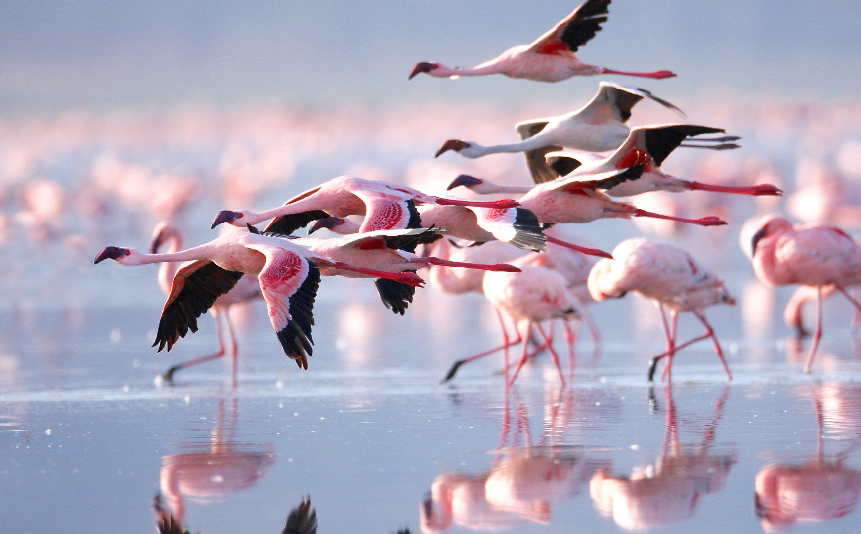 Diamond paint med lyserøde flamingoer, der står i vand eller er på vej afsted.