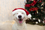 Diamond paint med en glad golden retriever i ført nissehue. I baggrunden ses et pyntet juletræ.