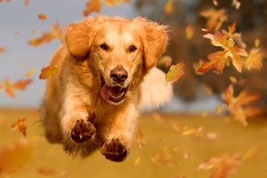 Diamond paint af en glad golden retriever i spring gennem efterårsløv. Gyldne efterårsfarver.