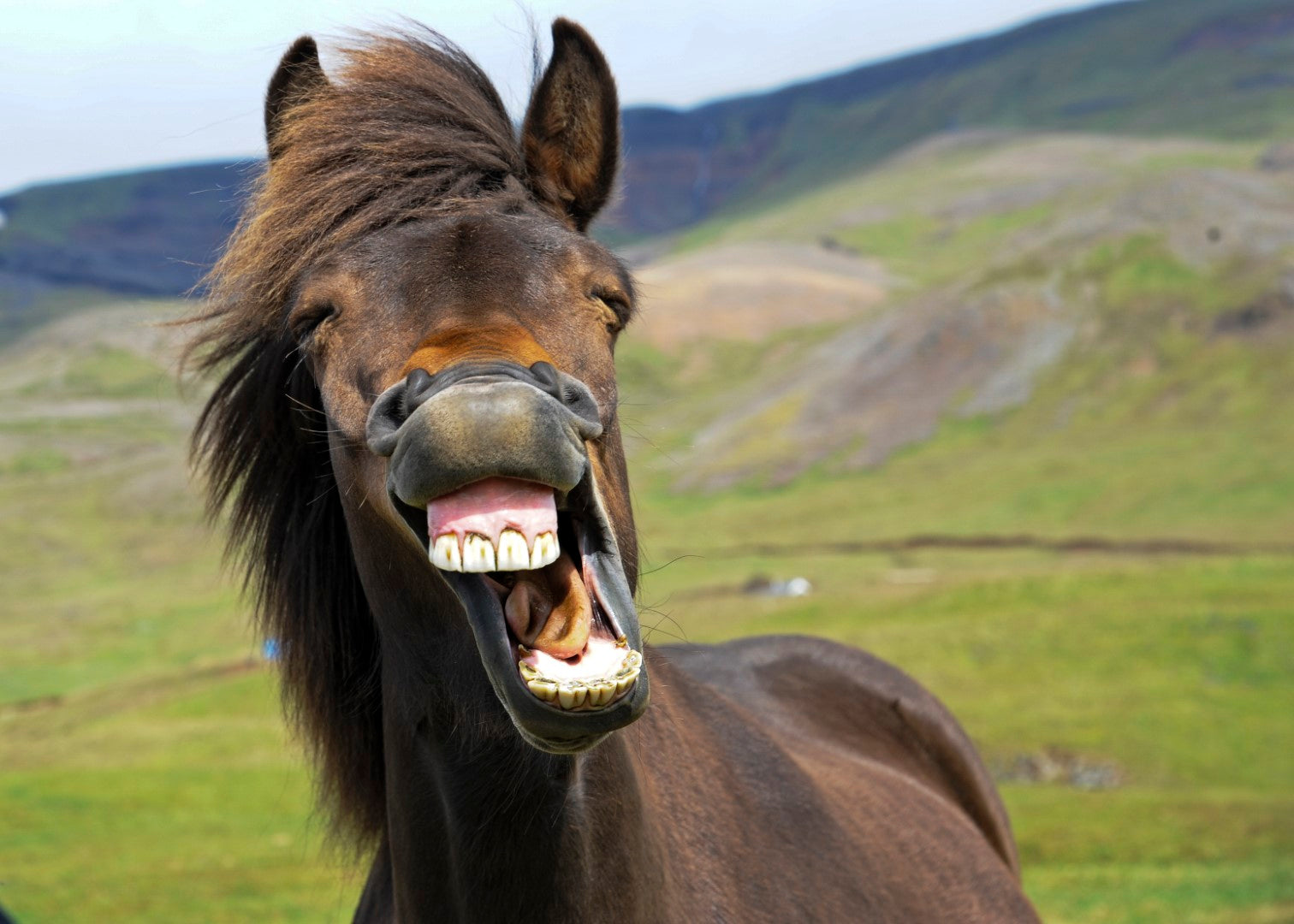 Diamond paint af en brun hest med kæmpegrin. Omgivet af grønne bjerge.