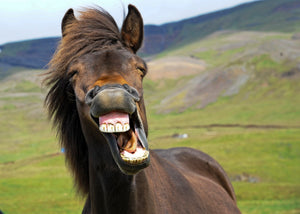Diamond paint af en brun hest med kæmpegrin. Omgivet af grønne bjerge.