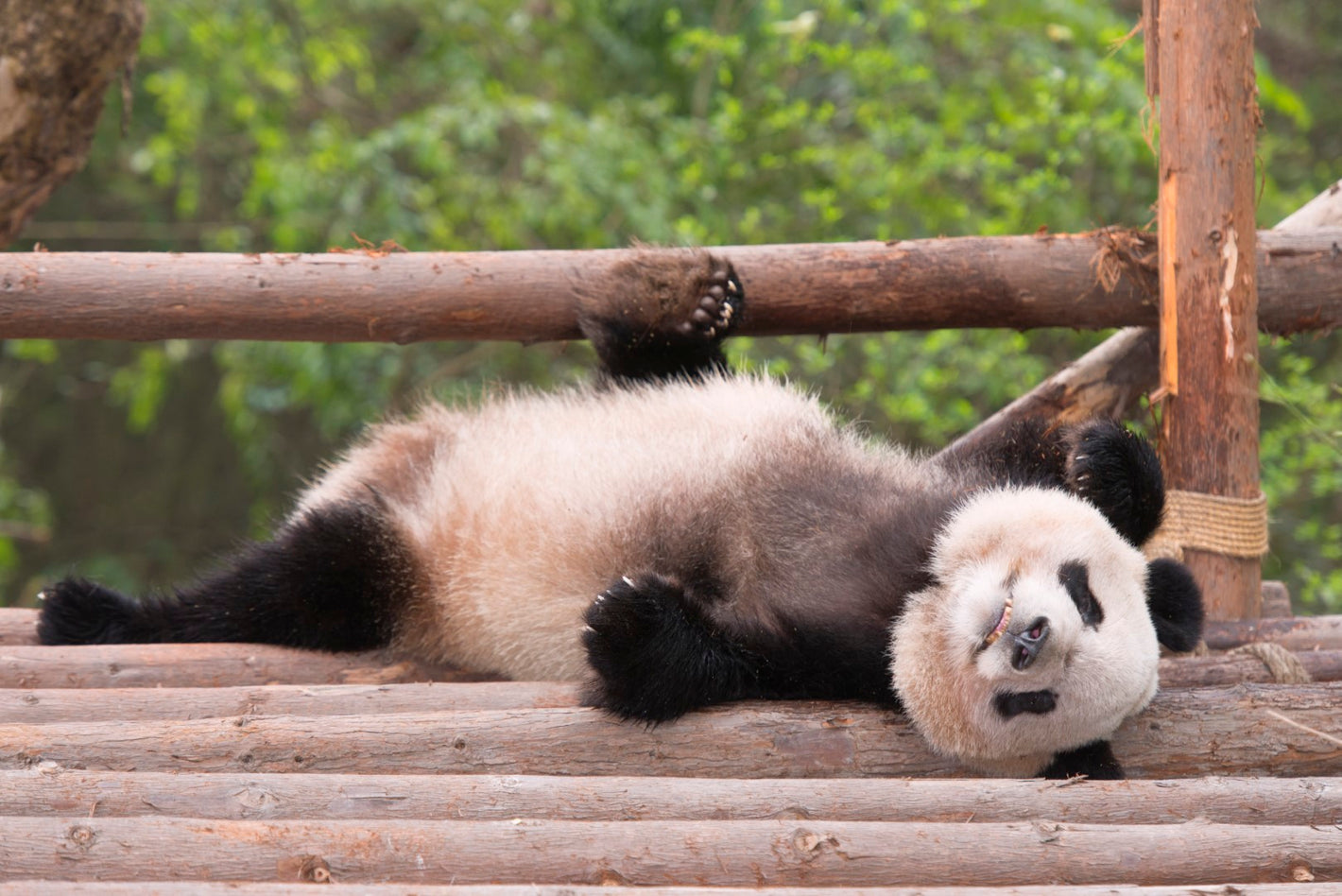 Diamond paint af en panda, der ligger på ryggen i et træstativ.