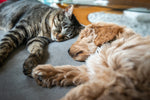 Diamond paint med gråstribet kat, der sover sammen med en golden retriever hvalp. Pote-til-pote.