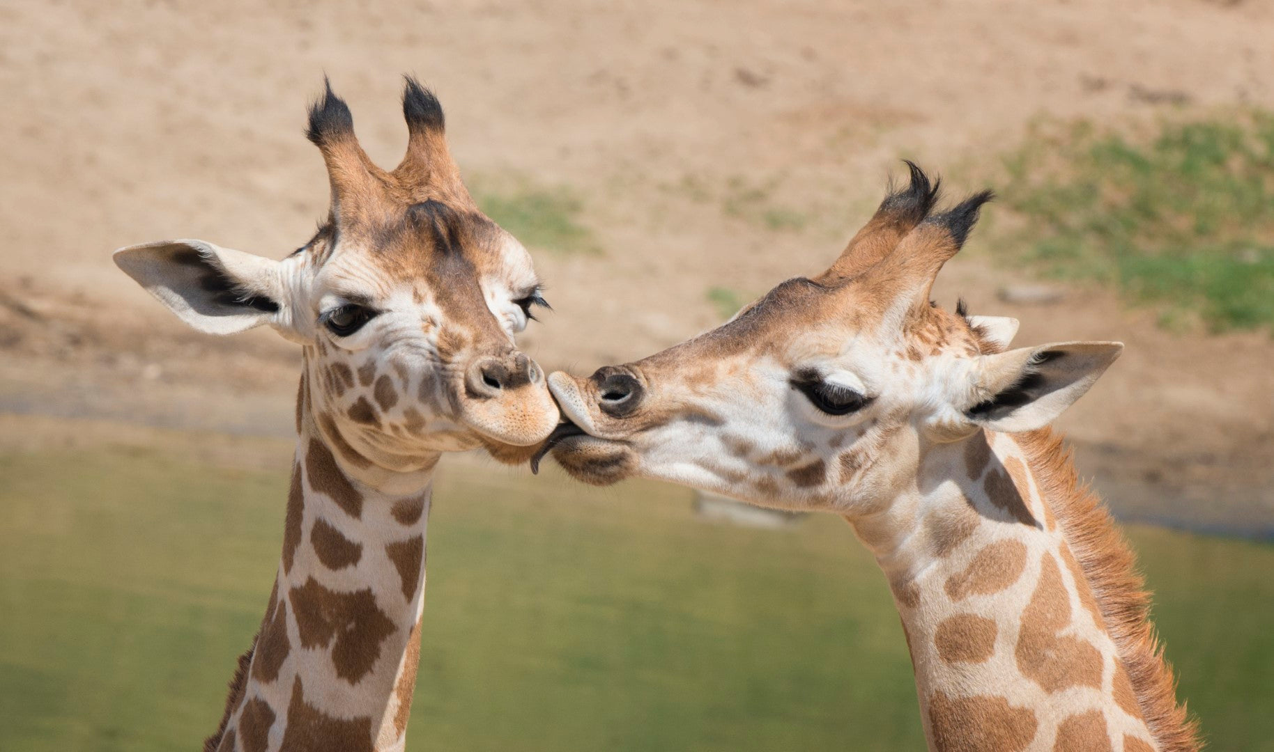Diamond paint af kyssende giraffer. Stående på savannen.