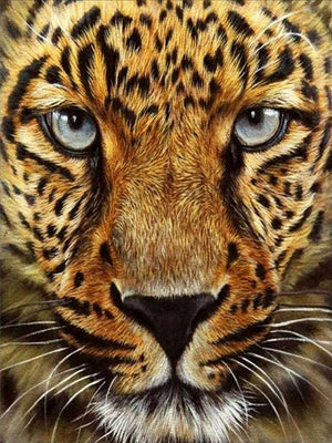 Diamond paint af en leopard helt tæt på. Smuk pels og lyseblå øjne.