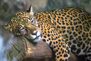 Diamond paint af en leopard der hviler på en træstamme.