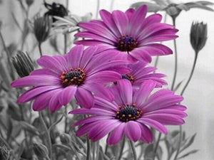 Monokromt diamond paint med lilla blomster.