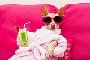 Diamond paint med lille hund i morgenkåbe i pink sofa. Drink i poten og lyserøde hjertebriller på.
