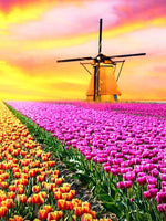 Diamond painting med hollandsk mølle omgivet af farverige tulipaner.