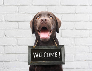 Diamond paint af brun labrador, der er blevet anholdt og får taget forbryderfoto.