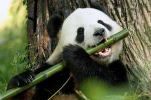 Diamond paint af en panda der sidder under et træ og spiser bambus.