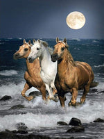 Dyr, Hest, Heste, Måne, Vand, Hav, Løb, Bølger, Nat