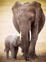 Dyr, Elefant, Elefantunge, Kærlighed, Kram