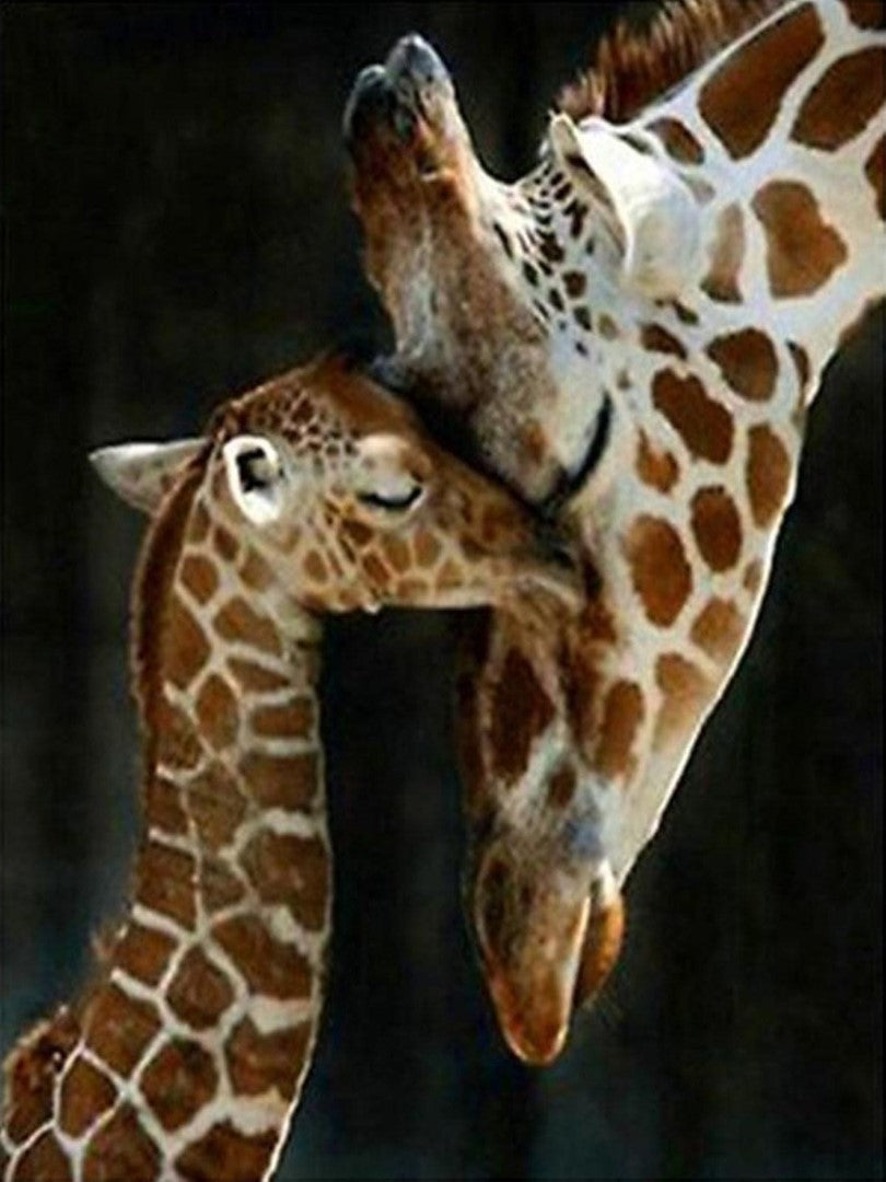 Dyr, Giraf, Giraffer, Girafunge, Kærlighed, Kram