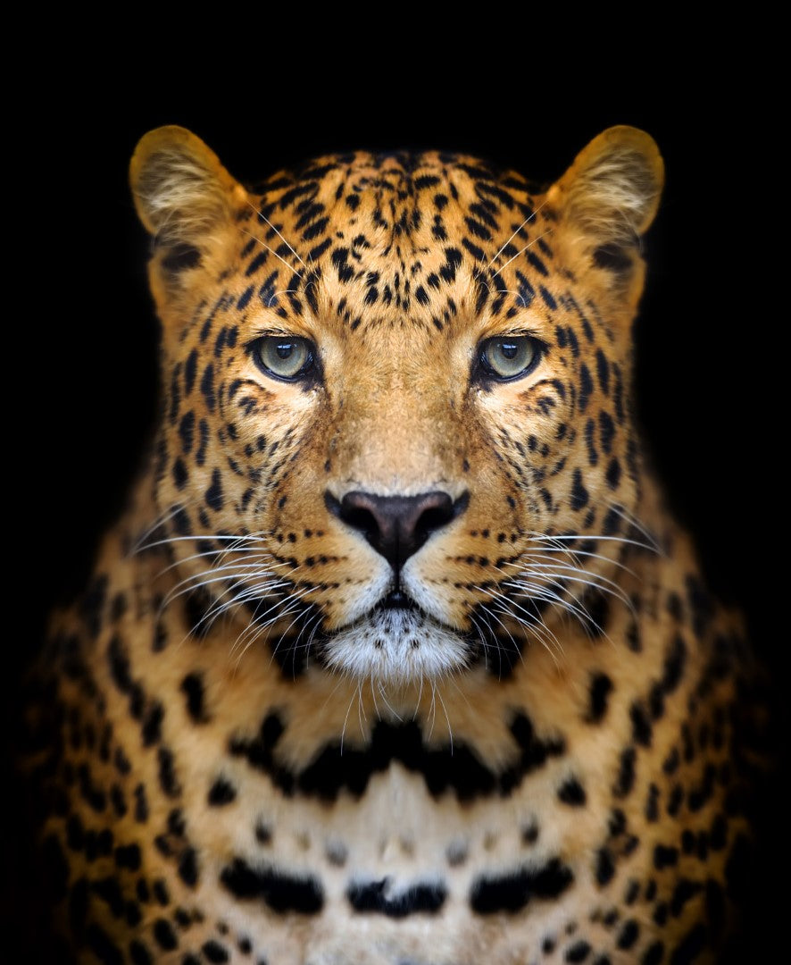 Dyr, Leopard, Kat, Kattedyr