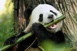 Dyr, Panda, Bambus, Spise, Træ
