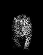 Dyr, Leopard, Kat, Sort/hvid, Kattedyr