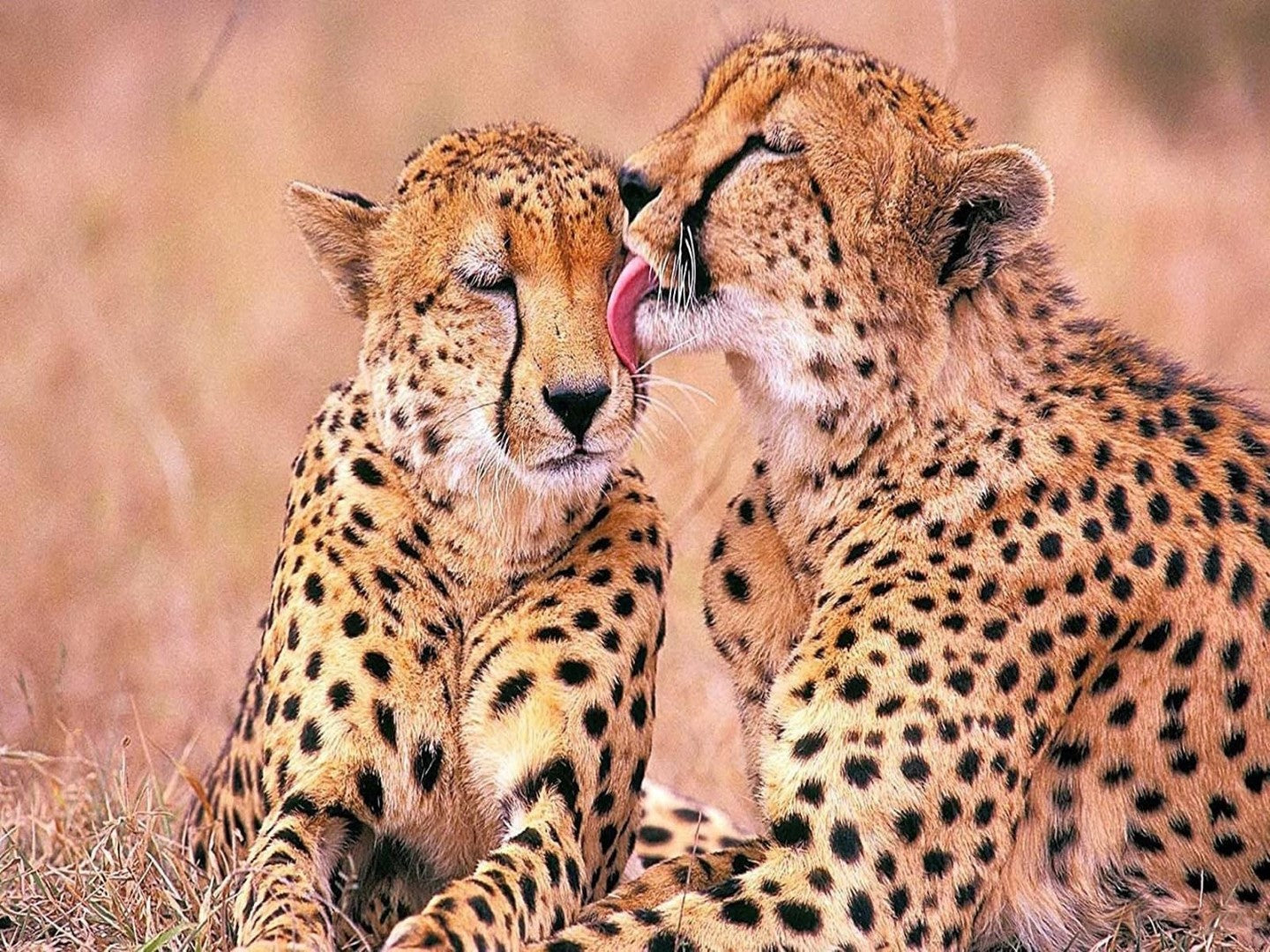 Dyr, Leopard, Leoparder, Kærlighed, Slikker, Tunge, Kat, Kattedyr