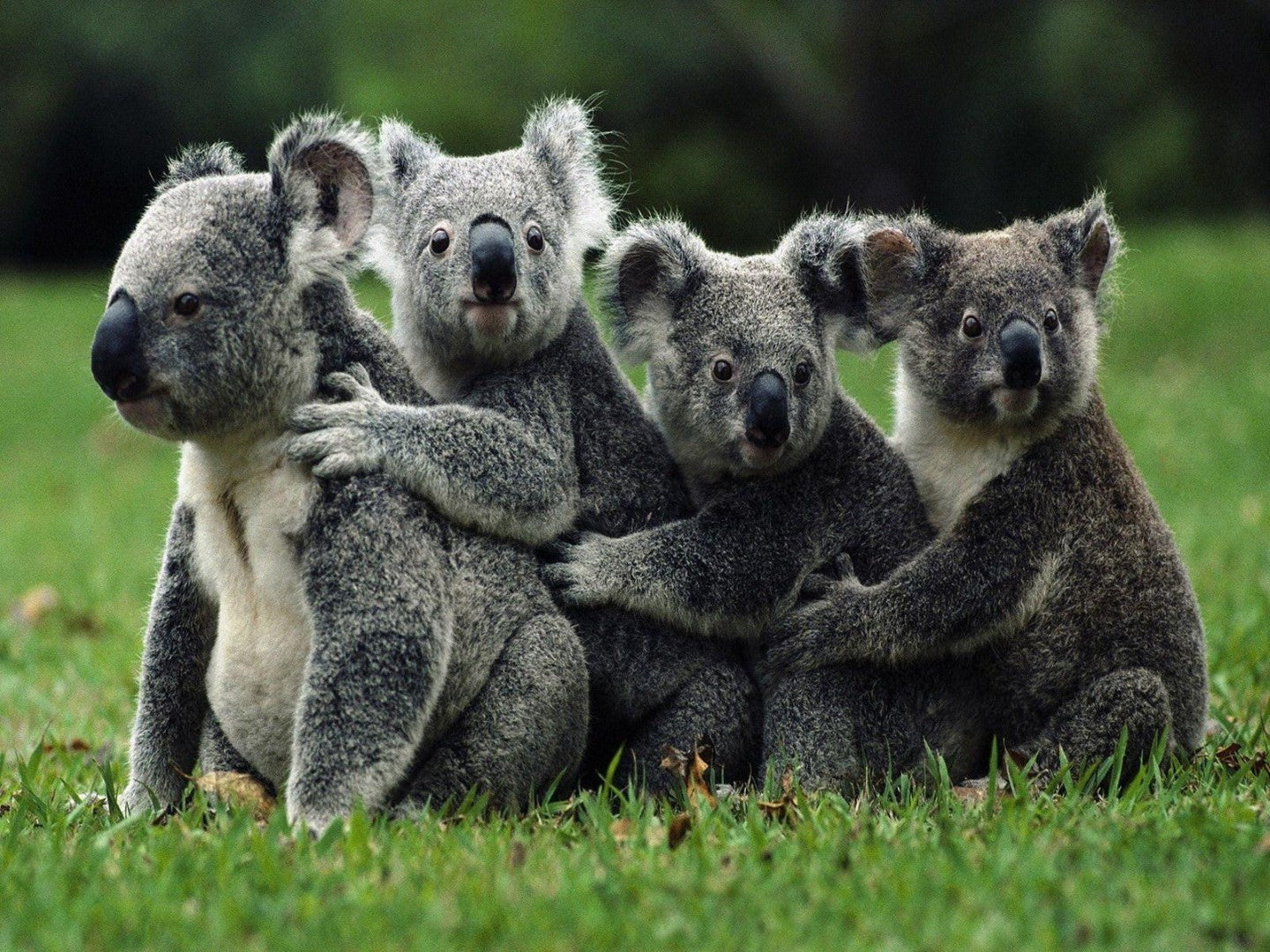 Dyr, Koala, Koalaer, Koalaflok, Dyreflok, Græsplæne, Kram