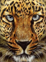 Dyr, Leopard, Kat, Kattedyr