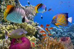 Dyr, Fisk, Eksotiske fisk, Koral, Koralrev, Vand, Hav