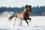 Dyr, Hest, Sne, Løb, Vinter